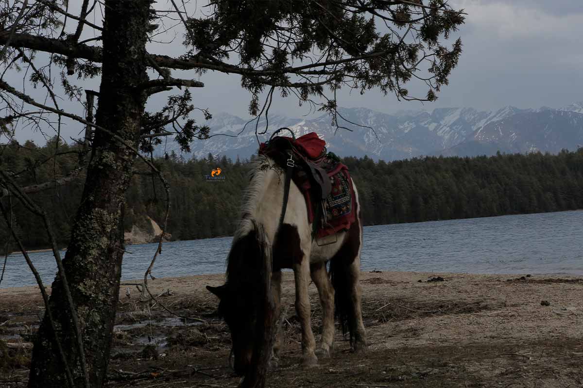 Horses in Rara Lake